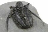 Beautiful Spiny Cyphaspis Trilobite - Morocco #312264-4